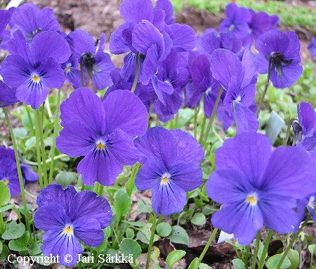 Viola altaica
